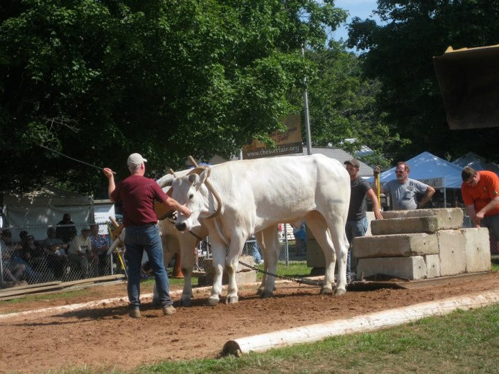 chester fair oxen pull