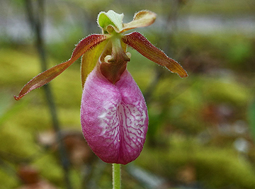 lady slipper canfield woods