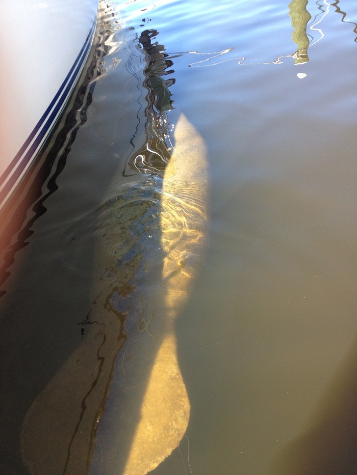 2-2-14a manatee Ft. Pierce