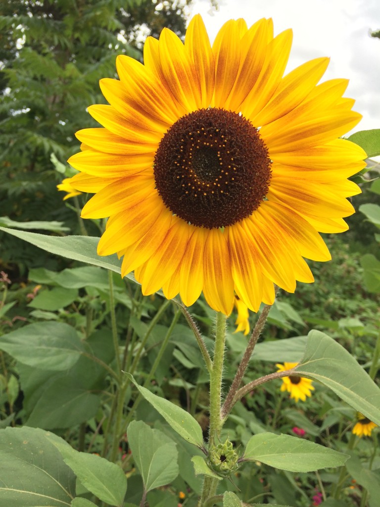 2014-09-13 10.39.43 HDR