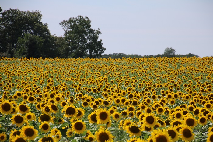 sunflowers long island